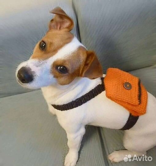 Джек рассел