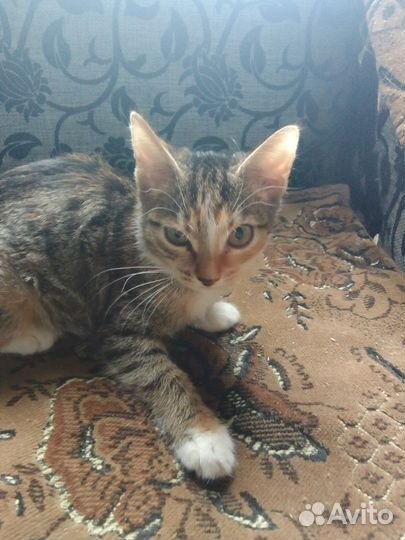 Котята
