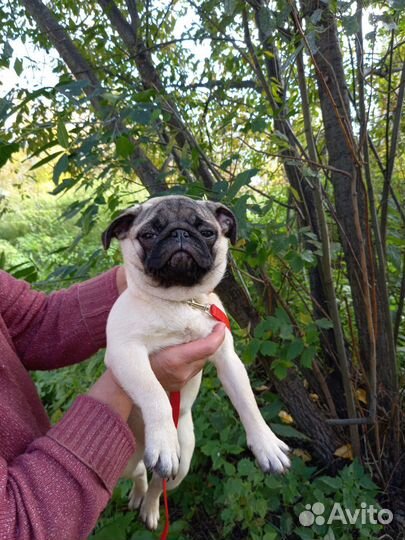 Подрощеные щенки мопса