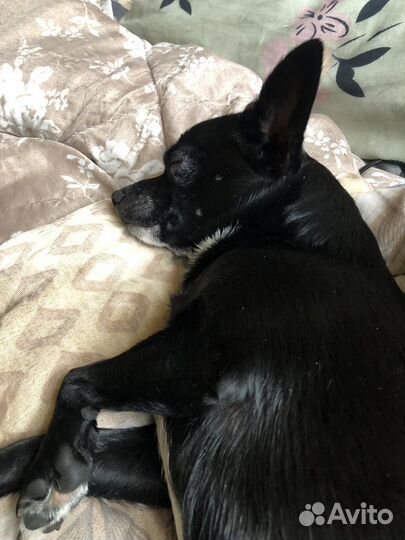 Вязка сабак