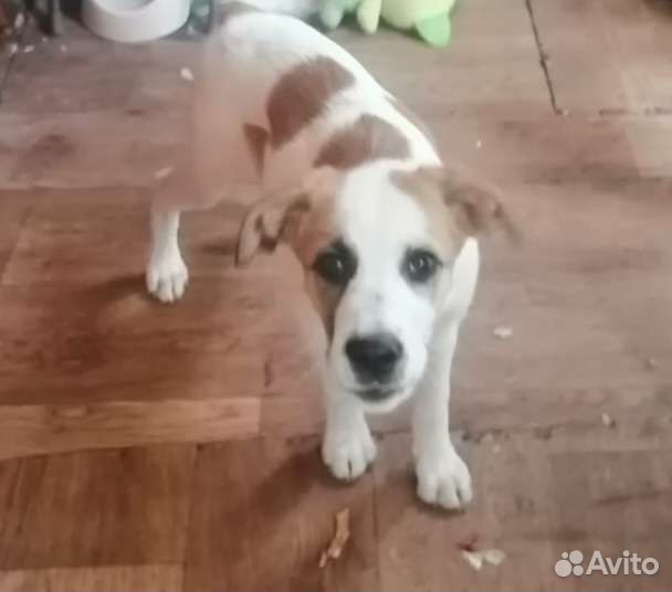 Собака в добрые руки отдам бесплатно