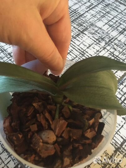 Орхидея фаленопсис Мультифлора мини Horngli Vicky