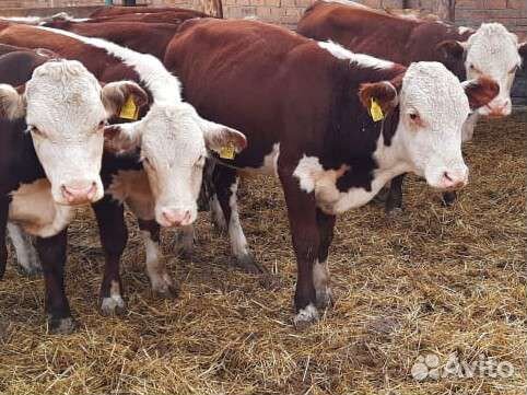 Телята бычки герефорд