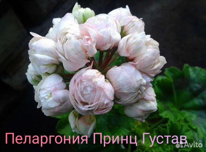 Пеларгонии сортовые