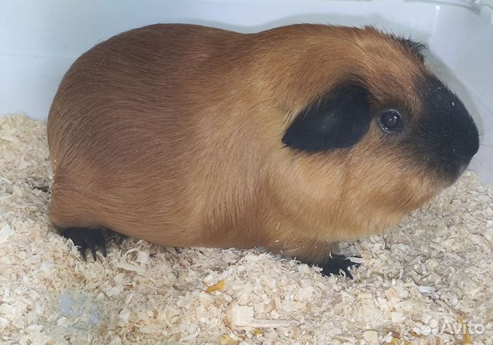 Морская свинка california