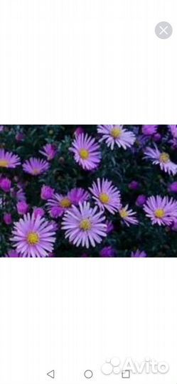 Астры сентябринки