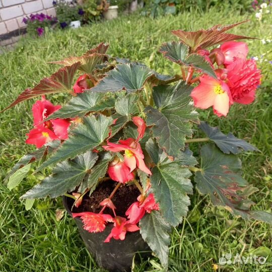 Бегония розовая