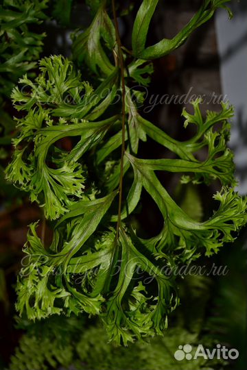 Нефролепис Т 02, полиподиум fallax