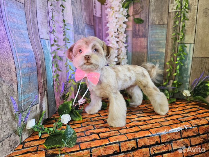 Мальтипушки, девочки