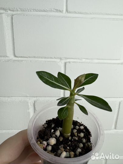 Растения цветы комнатные