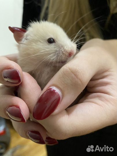 Сирийский хомяк малыш