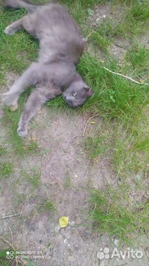 Котики братья