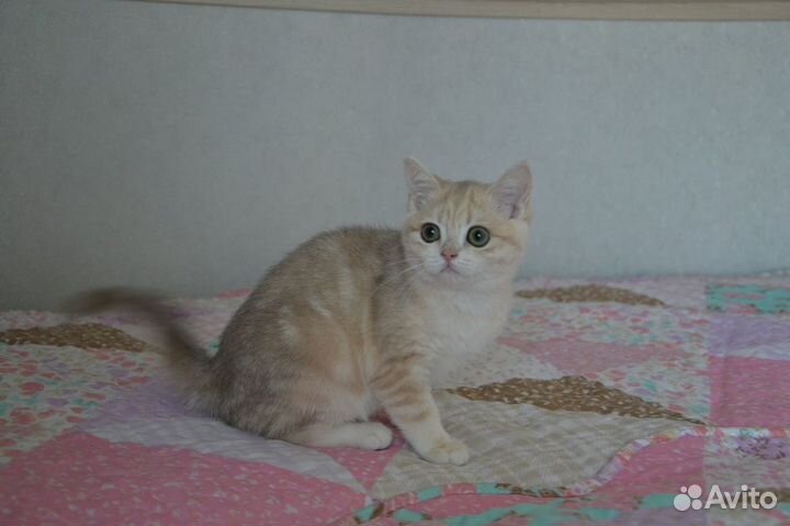 Зеленоглазый красавец