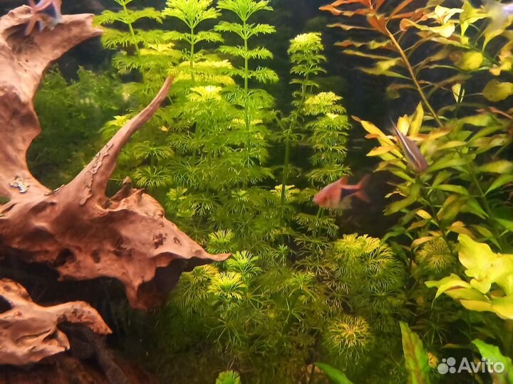 Аквариумные растения прополка