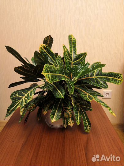 Кротон Экселент