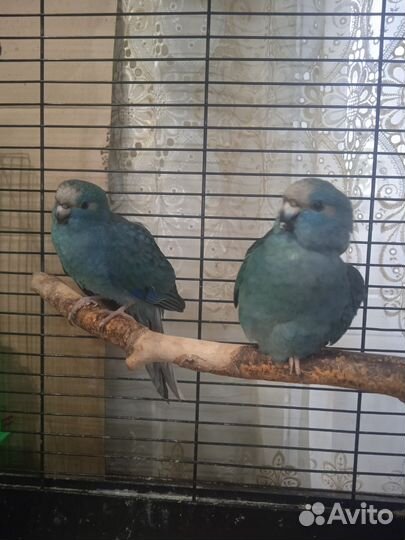 Ручные попугаи какарики