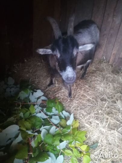 Коза дойная