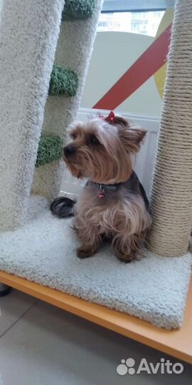 Йоркширский терьер