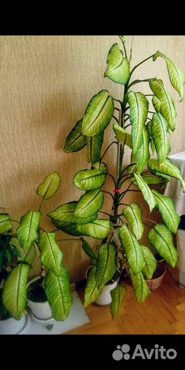 180см Растения для офиса,дома На пол/окно