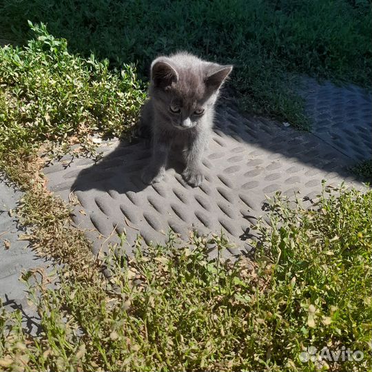 Отдам котенка в добрые руки