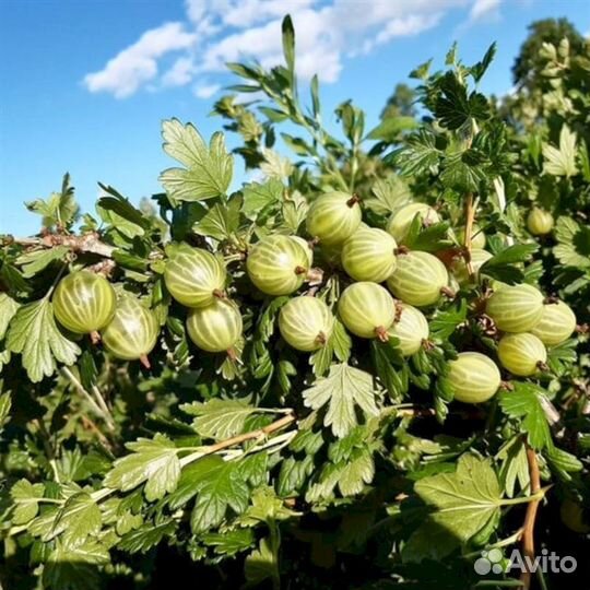 Саженцы крыжовника Снежана