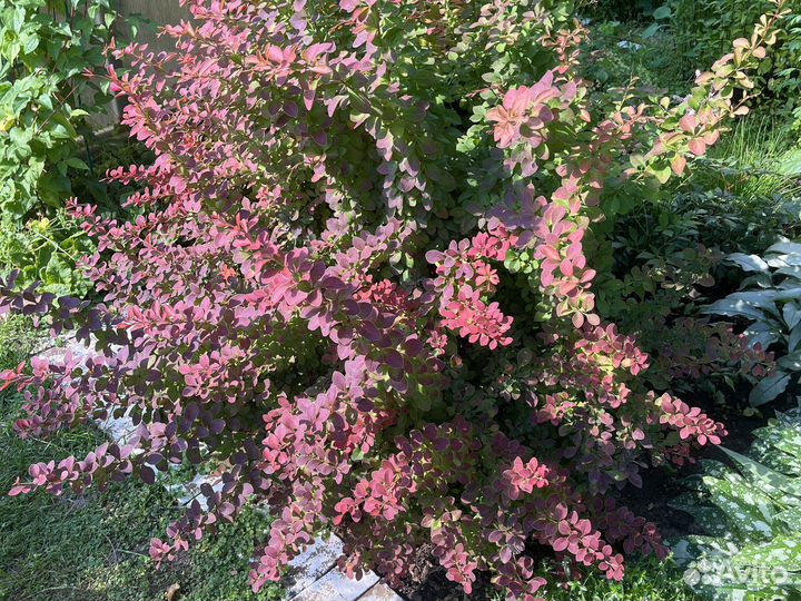 Барбарис голден ринг