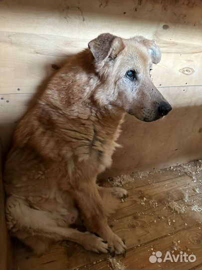 Собаки в дар бесплатно