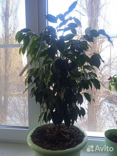 Фикус бенджамина