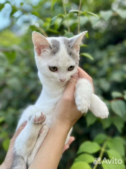 Белый котенок девочка Дэни