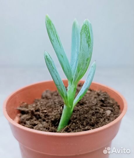 Крестовник, суккулент