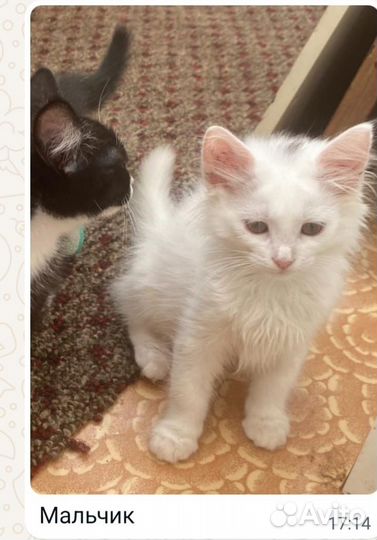 Котята в добрые руки