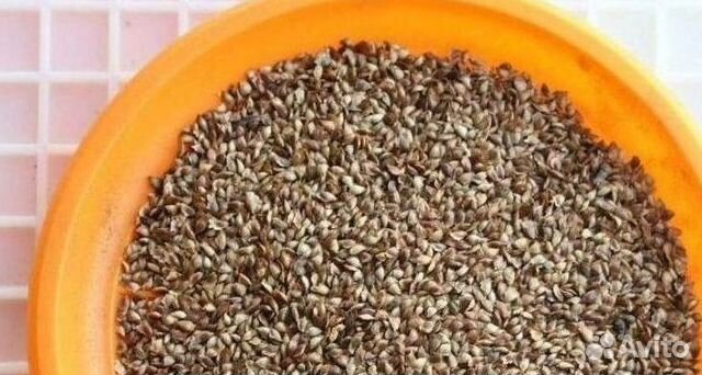 Семена сосны на заказ