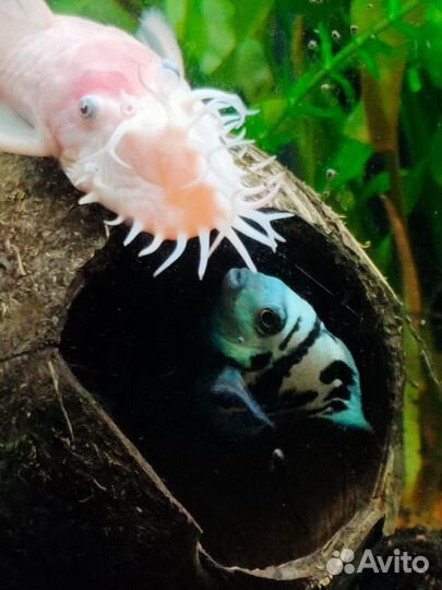 Рыбка сапфировый попугай, пара