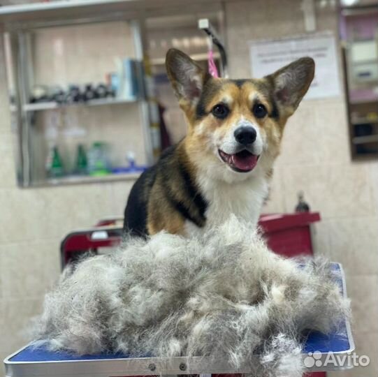 Груминг собак и кошек в зоосалоне Чара. Зоосалон