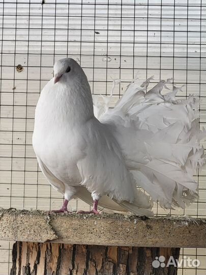 Продажа обмен голубей павлины