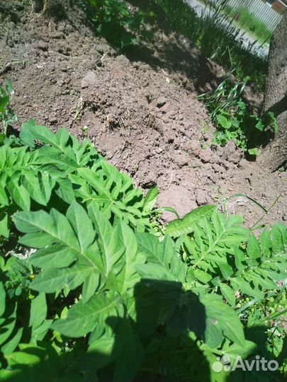 Чернозем,Торфосмесь,Перегной 1-3г,Навоз Крс,1/30т