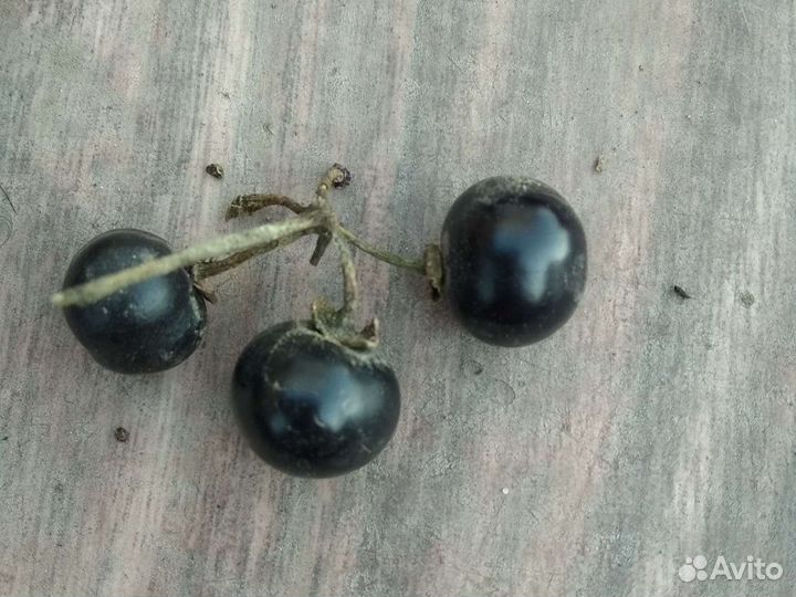 Семена паслен Санберри