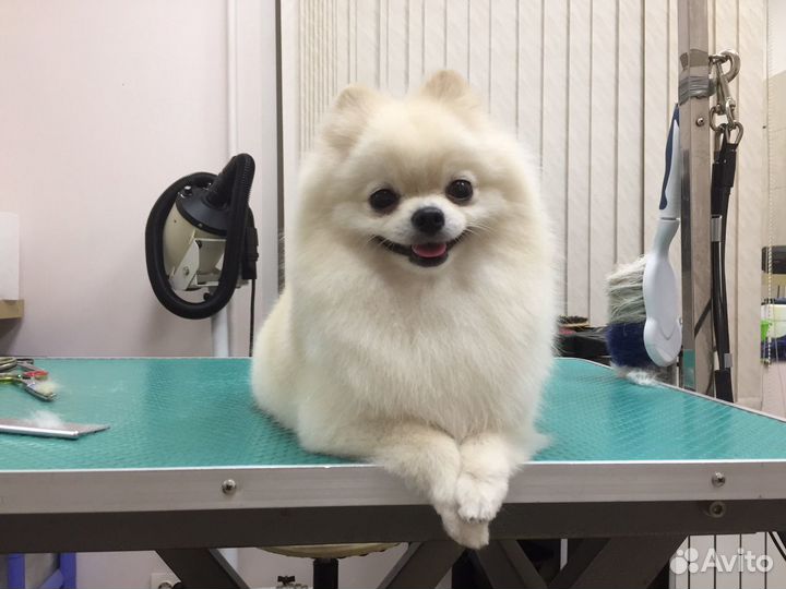 Стрижка собак