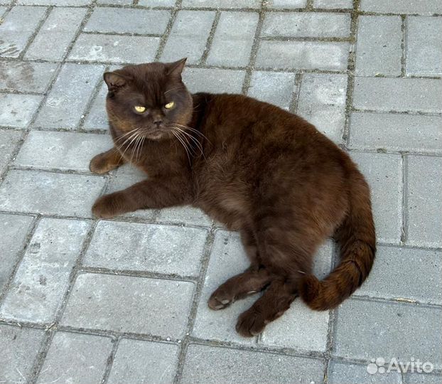 Котик в добрые руки