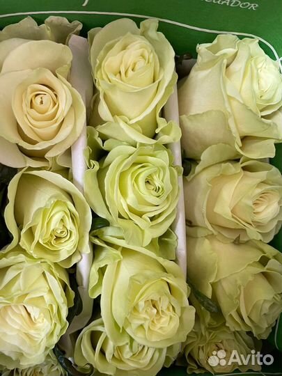 Розы Эквадор под заказ оптом от 500 шт
