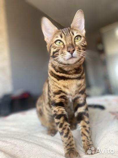 Продам бенгальскую кошку