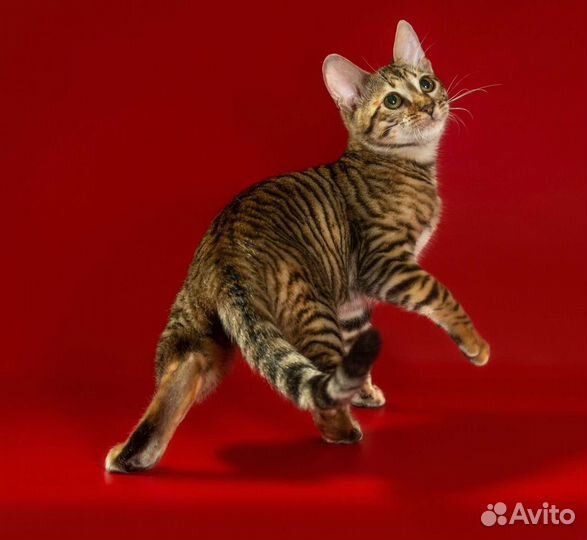 Тойгер-домашний тигр в Вашем доме