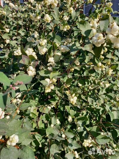 Снежнеягодник