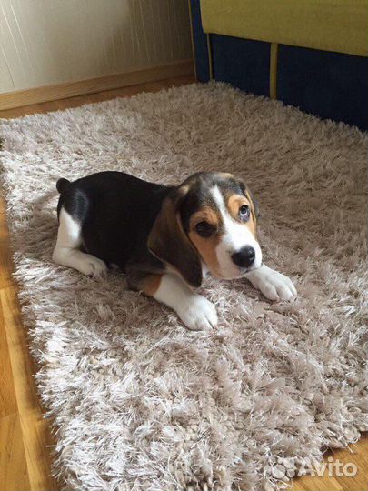 Вязка кобель бигль