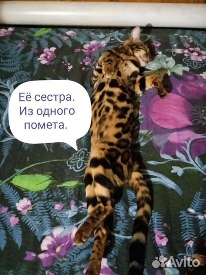 Бенгальская кошечка