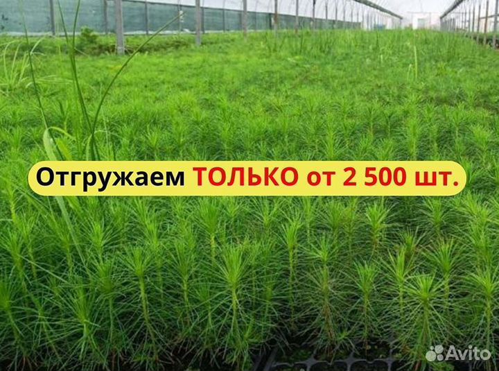 Саженцы сосны обыкновенной зкс