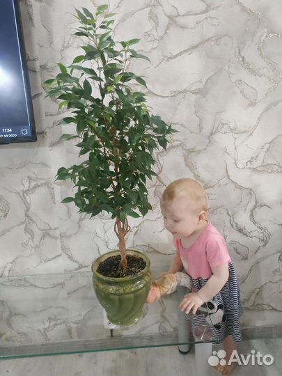 Фикусы Бенджамина разные виды