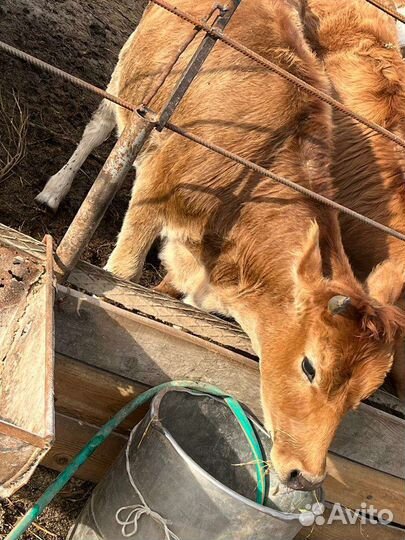 Тёлка джерси, корова, бычок