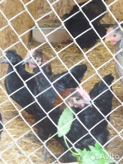 Молодые петушки