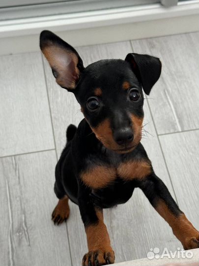 Щенки цвергпинчера